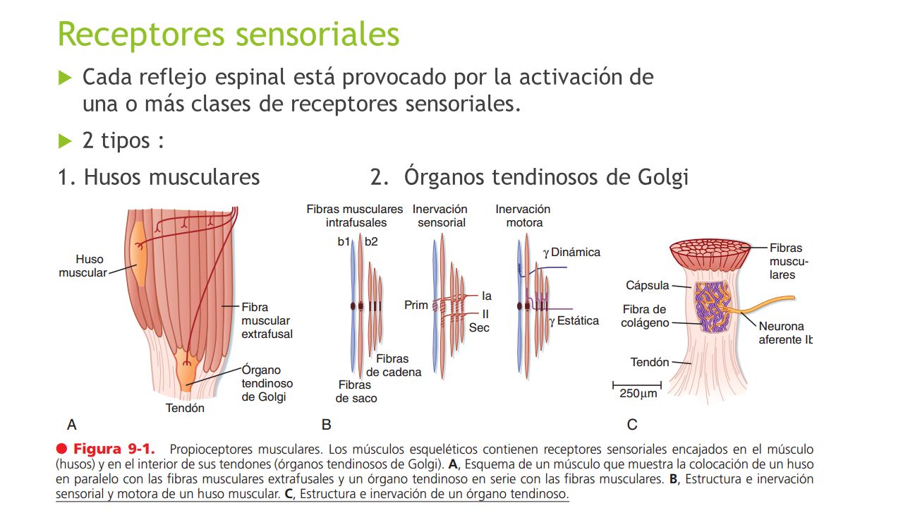 Organo tendinoso del golgi